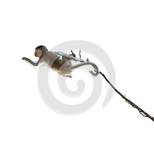 Macaca or monkey is hanging upside down posture from a tree branch looking like Tarzan, It's resisting the force of gravity.