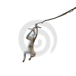 Macaca or monkey is hanging upside down posture from a tree branch looking like Tarzan, It's resisting the force of gravity.