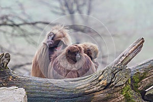 Macaca monkey sitting in a group
