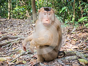 Macaca nemestrina in Bukit Lawang, Indonesia