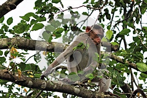 (macaca radiata) A monkey sitting on a tree