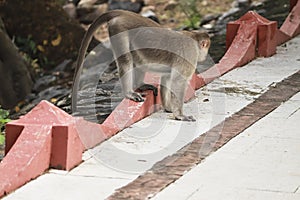 (macaca radiata) A monkey standing on the ground watching