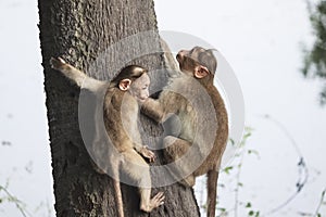 (macaca radiata) A mother monkey and her cub climb a tree