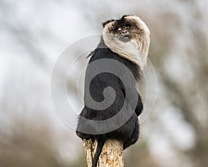 Macaca silenus, bearded monkey on a branch