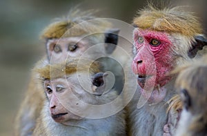 Macaca Sinica monkeys from Sri Lanka