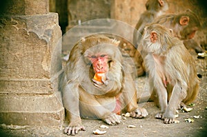 Macaca spesiosa in indiya