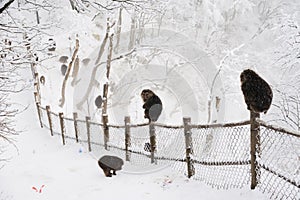 Macaca thibetana at Mt. emei