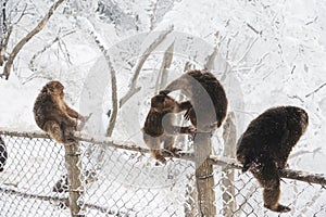 Macaca thibetana at Mt. emei