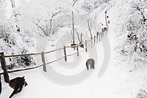 Macaca thibetana at Mt. emei