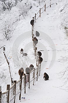 Macaca thibetana at Mt. emei