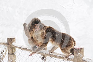 Macaca thibetana at Mt. emei