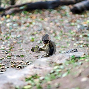 Macaco monkey baby in the natural forest