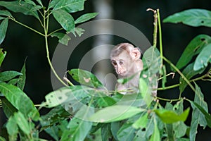 Macaco monkey baby in the natural forest, animal in nature photo