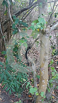 Macaco na Trilha Parque da Pescaria, Guarapari, EspÃÂ­rito Santo. Mata AtlÃÂ¢ntica exuberante photo