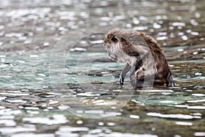 Macacus swimming for food from tourist in Monkey Beach, Phi Phi Island, Thailand.