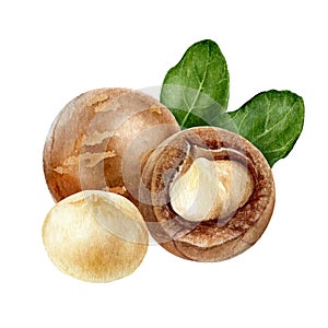 Macadamia composition watercolor isolated on white background