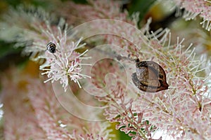 Macadamia nut in husk against flower racemes