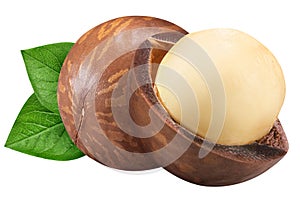 Macadamia nut isolated on white background. Closeup two macadamia nut with green leaf as package design element