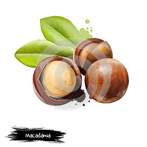 Macadamia nut isolated on white background. Queensland