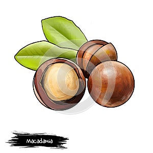 Macadamia nut isolated on white background. Queensland nut, bush nut, maroochi nut, bauple nut, and Hawaii nut. Tasty snack.