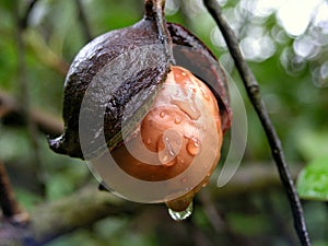 Macadamia Nut in rainy weather