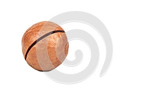 Macadamia nut in shell