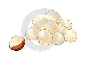 Macadamia nuts isolated on white background.