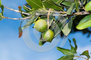 Macadamia nuts on the evergreen tree - expensive fat nuts