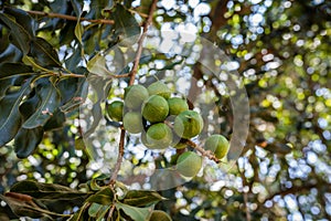 Macadamia Nuts Farm Land Shamba Agriculture Fields Meadows Nature Plant Trees Generic Vegetation In Kakamega County