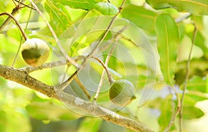 Macadamia nuts hanging on branch macadamia tree in farm in the summer