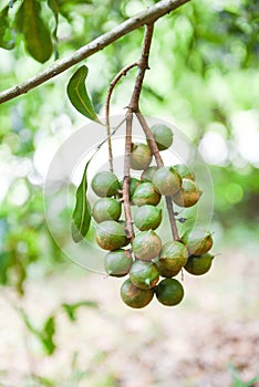 Macadamia nuts hanging on branch macadamia tree in farm in the summer
