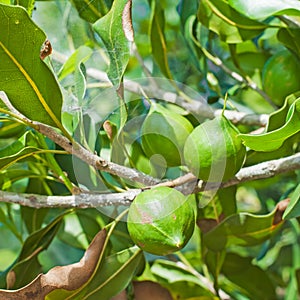 macadamia nuts hanging