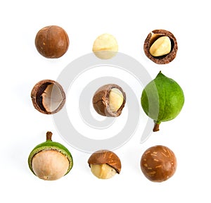 Macadamia nuts isolated on white background.