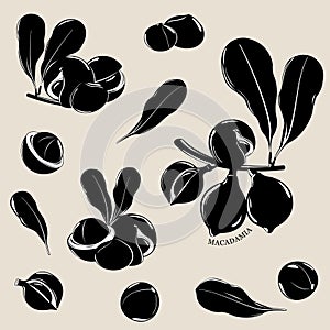 Macadamia nuts with leaves. Black and white silhouettes. Organic macadamia nuts collection. Vector illustration