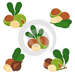 Macadamia nuts with leaves. Organic macadamia nuts collection. Macadamia nut oil. Vector illustration