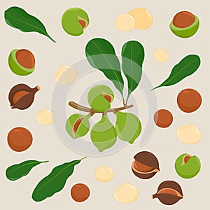 Macadamia nuts with leaves. Organic macadamia nuts collection. Macadamia nut oil. Vector illustration