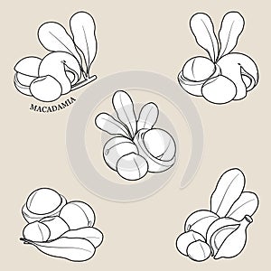 Macadamia nuts with leaves. Organic macadamia nuts collection. Outline set of nuts. Macadamia nut oil. Vector illustration