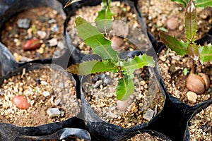Macadamia nuts seedlings with green leaf