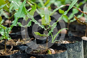 Macadamia nuts seedlings with green leaf