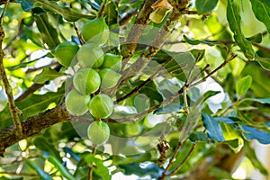 Macadamia nuts on tree photo