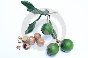 Macadamia nuts on white background