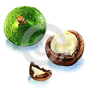 Macadamia nuts on white background