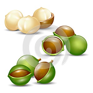 Macadamia nuts white background natural organic