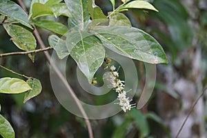 Macadamia ternifolia (gympie nut) flower. skin care, anti-aging treatments, nail care, and aromatherapy. photo