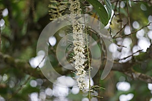 Macadamia ternifolia (gympie nut) flower. skin care, anti-aging treatments, nail care, and aromatherapy. photo
