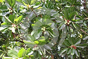 Macadamia tree