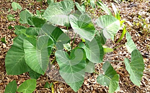 Macal or Malanga edible plant typical of Central America, Guatemala