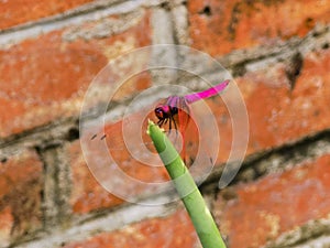 Macao Dragonfly Macau Buddhist Temple Insect Neon Pink Dragonflies Red-Veined Darter Nomad Sympetrum Fonscolombii Rejuvenation