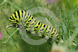 Macaon butterfly caterpillar on a fennel plant photo