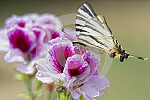 Macaon butterfly photo